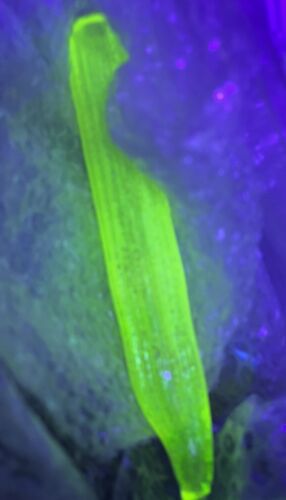 Color Tubing Borosilicate Glass Tube - 33 COE Art Supplies UV Dichro