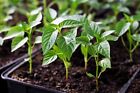 Live Plants - Pepper Live Plant - 30-45 days old , 3