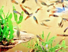 Endlers guppies   Hybred Mix 15 packs males only