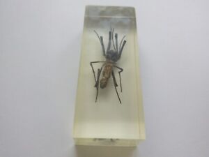 Vintage big spider in epoxy resin, taxidermy spider, insect taxidermy