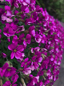 150 Rock Cress Seeds Aubrieta Cascading Purple Flowers - Perennial Ground Cover