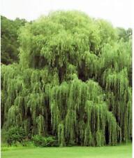 2 Golden Weeping Willow Trees - Ready to Plant - Live Plants - Beautiful Arching