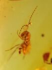 unknown bug larva Burmite Myanmar Burmese Amber insect fossil dinosaur age