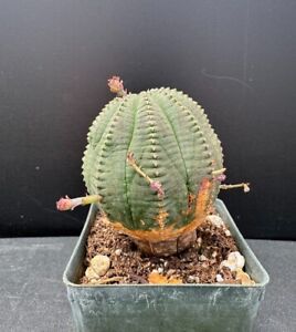 Euphorbia obesa - Rare Succulent Well Rooted Plant - 2.5
