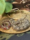 Taxidermy Mount Red tailed Baby Boa Snake Related Reptile Lizard Turtle Frog