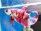 Live Betta Fish  Candy Pink HMPK  Male From Thailand
