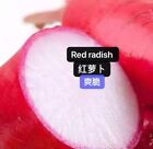 300+Red Radish Seeds 300多粒红萝卜种子 2023年新种子