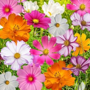 Cosmos Flowers Seed Mix, 10 Beautiful Cosmos Varieties, Colorful, FREE SHIPPING