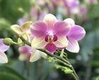 Phalaenopsis “Summer Song” 1 Spike Fragrant