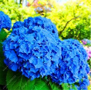 (10) HYDRANGEA SEEDS perennial flower garden bush plant USA SELLER W/TRACK