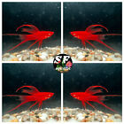3 +1 Pack Red-Eye Red Lyretail Swordtail! Top Grade A++  -superRed