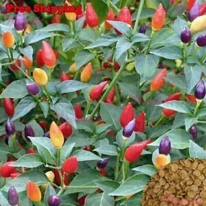 Fire Cracker Pepper, Birdseye Chili, Hot Pepper SEEDS | NON-GMO |Vegetable Seeds
