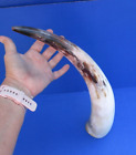 18 inch polished White Cattle/Buffalo horn from India taxidermy # 47767