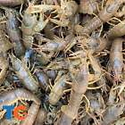Feeder Small LIVE Crayfish