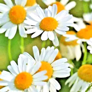 2000+ ROMAN CHAMOMILE SEEDS SPRING GROUNDCOVER PERENNIAL HEIRLOOM EDIBLE HERB US