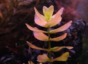 Bacopa Colorata - Live Aquarium Plant