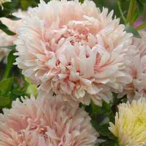 Peony / Paeony Duchess Apricot Aster Seeds | Non-GMO | Free Shipping | 1233