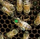2024 Carniolan Honey bee Queen - mated - marked - laying -- ships May 13
