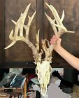 180+inch Trophy White Tail Deer Antler With Skull (REAL)