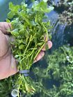 3 FULL BUNCHES Bacopa Monnieri (Moneywort)  Live Aquarium Plants FREE SHIPPING