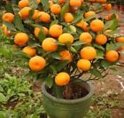 20 Mandarin Orange Tree Seeds - Citrus reticulata Blanco - Indoor Plant.(#4918)