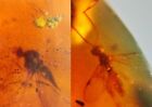 wasp bee&unknown fly Burmite Myanmar Burmese Amber insect fossil dinosaur age