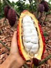 20+ Ceylon cocoa Seeds Fresh Theobroma cacao Tree Seeds Fruit Chocolate seeds