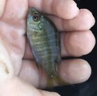Live Baby Bluegill Sunfish Lg Ass 1.5-2.5”. This Fish Can Be Raised As Food.