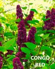 TWO YEAR OLD LILAC PLANTS - CONGO - RED