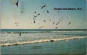Birds at Ocean Isle Beach, North Carolina - Postcard