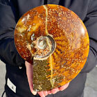 4LB Natural Fossil Snail Agate Fancy Cabochon Gemstones