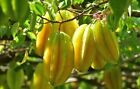 Star Fruit Tree Seeds! 10 Seed Packet. 6.99 Free Shipping!