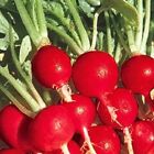 Champion Radish Seeds | NON-GMO | Heirloom | Fresh Garden Seeds