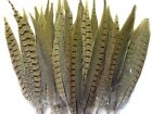 Beautiful Ringneck Pheasant Tail Feathers for Native American Crafts & Costumes