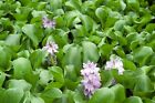 Live Water Hyacinth Tropical Aquatic Surface Pond Plant