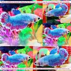 Blue Pink Marble Halfmoon Female - IMPORT LIVE BETTA FISH FROM THAILAND
