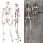 3FT/5.6/6.07ft Halloween Skull Skeleton Human Full Life Size Party Tricky Prop