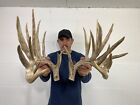 264” Set Whitetail Deer Antlers Cuts Sheds Rack Taxidermy Mount Cabin Decor