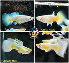 5 PAIR- Live Aquarium Guppy Fish High Quality - Full Gold - US Seller