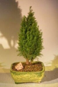 Cypress Bonsai Tree Live Plant European Evergreen Outdoor Easy Care 7 yo 14