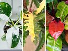 Rare Philodendron Live Plant — Prince of Orange, Ring of Fire or White Princess