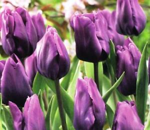 Prechilled Purple Prince Tulip Bulbs | Purple Tulip Bulbs | Ready to Bloom