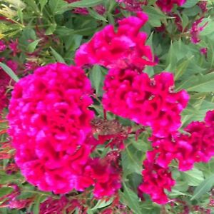 100 Plumed Celosia Crested Cockscomb Seeds for 2024 Beautiful Garden Flowers