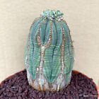 D798 EUPHORBIA OBESA ARROW pot 13 cm H 10,5 cm W 6,5 cm MaMa Cactus