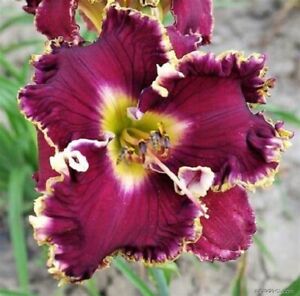 Magnificent Grape     Daylilies 3 fans Return and multiply yearly World's Finest