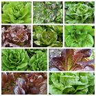 Romaine and Butterhead Lettuce Collection, NON-GMO, 10 Varieties, FREE SHIP