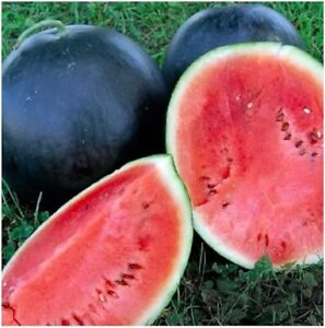 Black Diamond Watermelon Seeds, NON-GMO, Large Watermelon, FREE SHIPPING