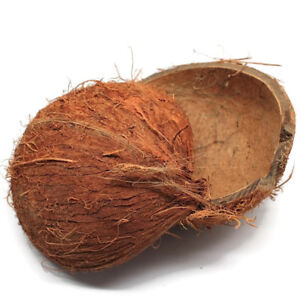 Natural Coconut Shell Bowl Halves Natural 1/2 Shell (Case pack 2)