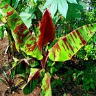 5 Red Tiger Darjeeling Banana Plant Tree Seeds (Musa sikkimensis) Hardy-Zone 5