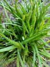 Organic Aloe Vera Plant 2 Bare Root 6